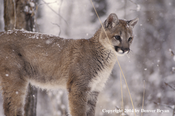 Mountain lion cub in habitat