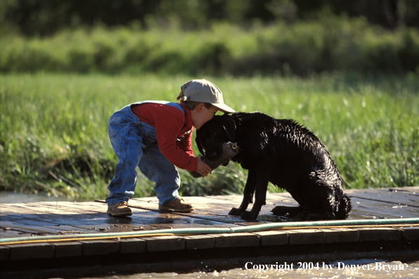 Black Labrador Retriever playing with boy