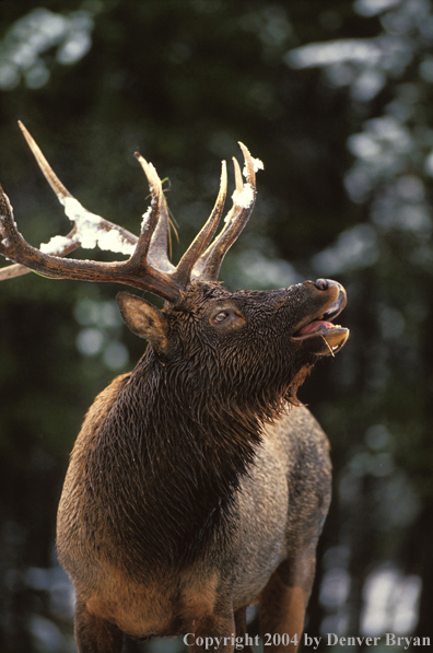 Bull elk bugling.