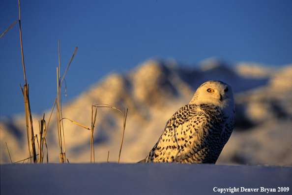 Snowy Owl in habitat