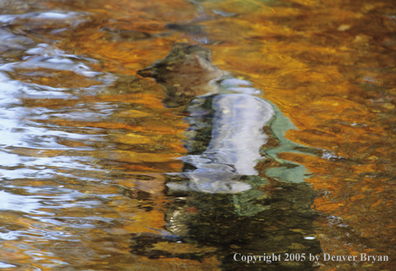 Reflection of flyfisherman on autumn colored stream.