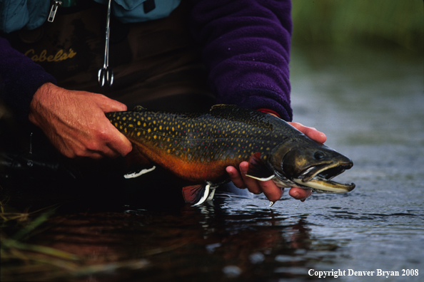 Brook Trout Being Released