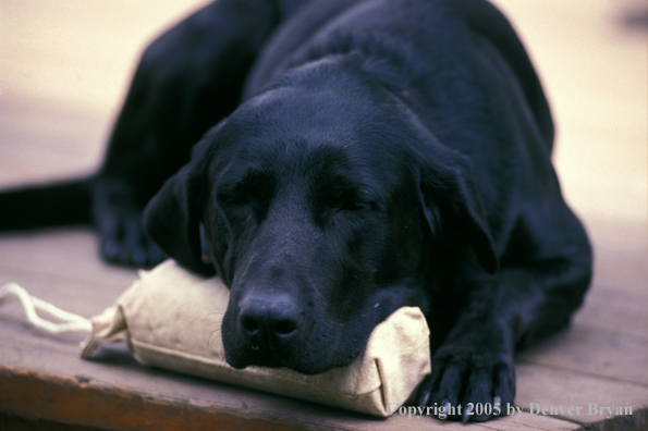 Black Labrador Retriever resting on training dummy