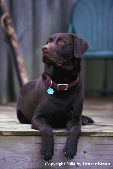 Chocolate Labrador Retriever 