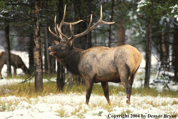 Bull elk bugling.