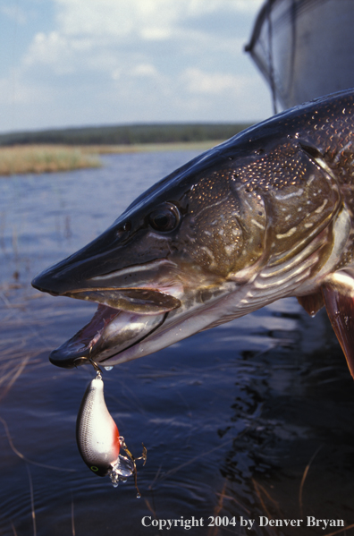 Northern Pike