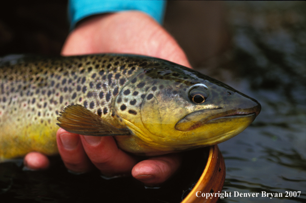 Brown Trout.