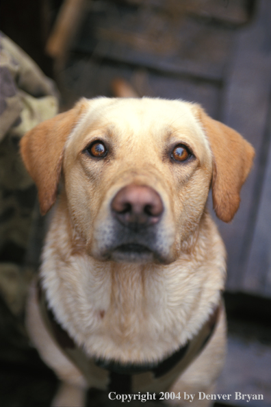 Yellow Labrador Retriever 