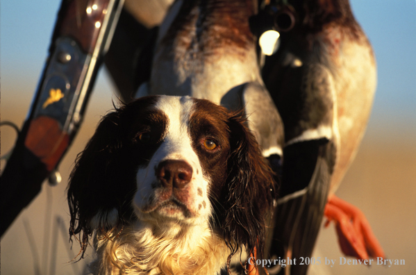 Springer spaniel with bagged game