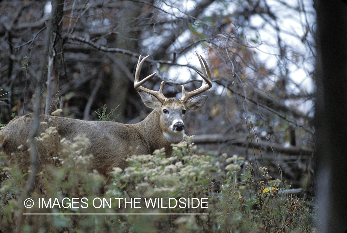 Whitetail deer in habitat.