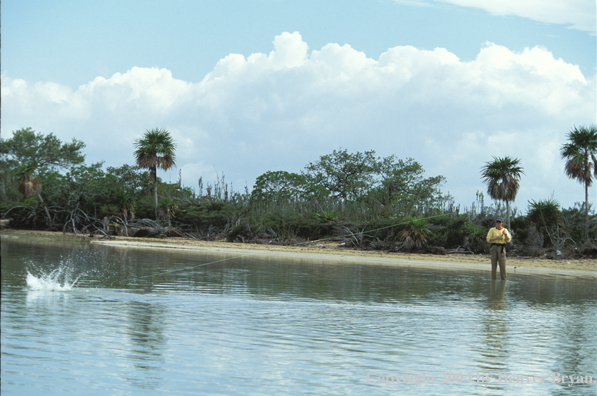 Saltwater flyfisherman fighting bonefish.