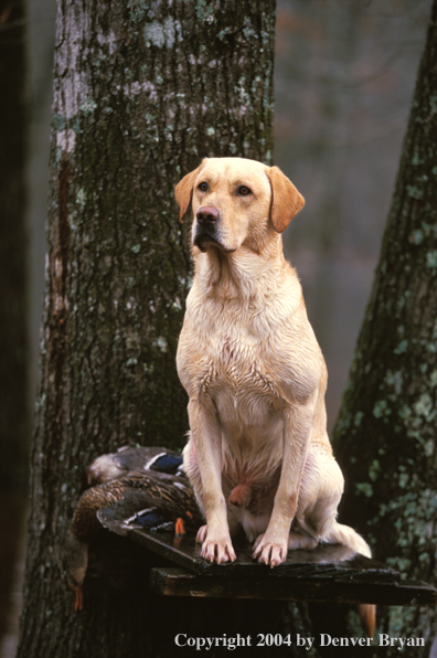 Yellow Labrador Retriever on stand