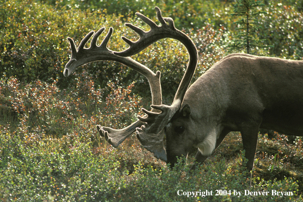 Caribou bull grazing.