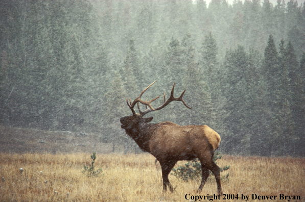 Bull elk bugling.