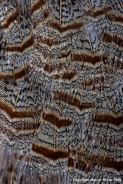 Feather patters of Hungarian Partridge