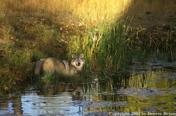 Gray wolf in pond.
