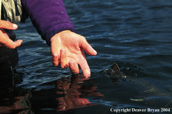 Releasing brook trout.