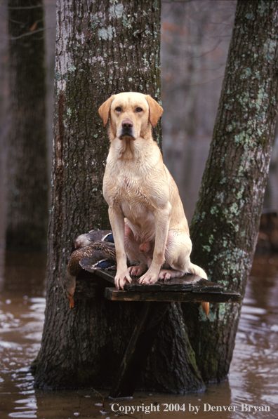 Yellow Labrador Retriever on stand