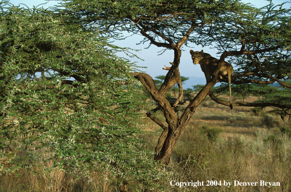 Female African lion in tree.  Africa