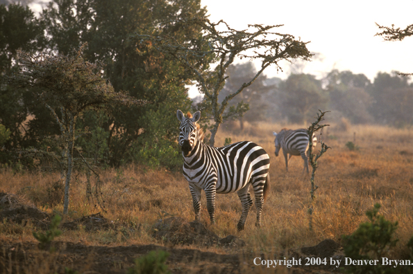 Burchell's zebras in field.  Kenya, Africa.