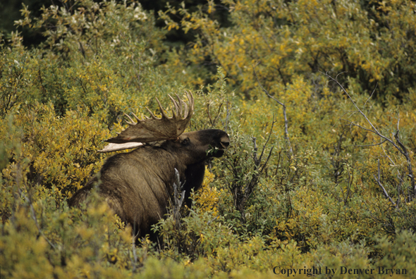 Alaskan moose bedded in forest.