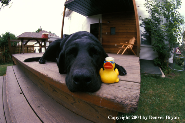 Black Labrador Retriever with rubber ducky