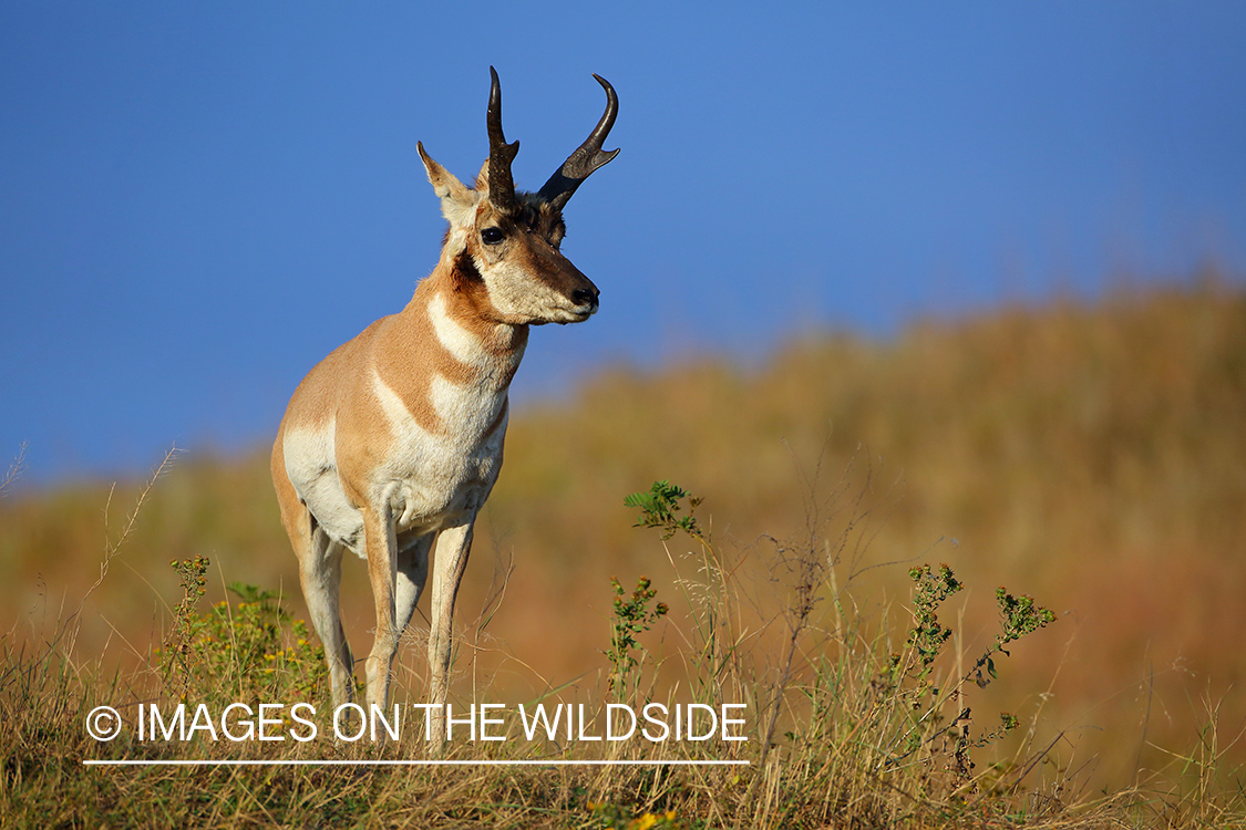 Pronghorn Antelope buck in habitat.