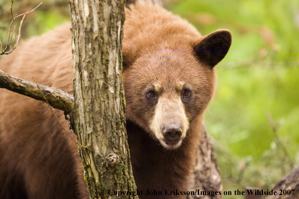 Black bear (brown-phase)