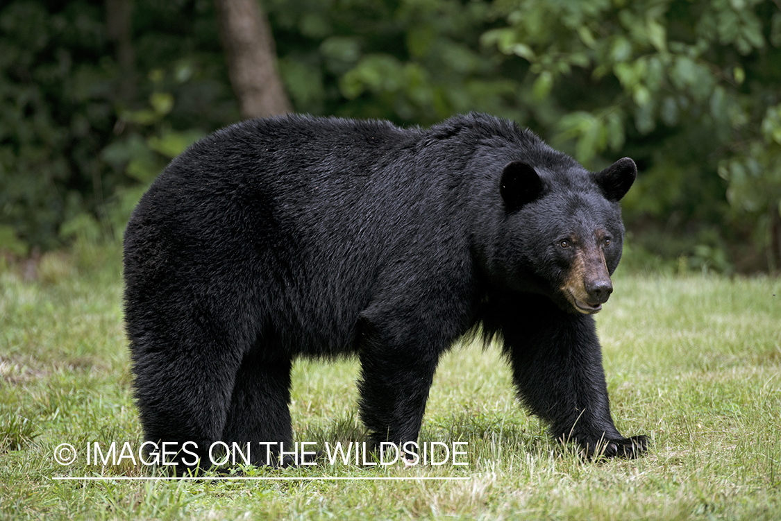 Black Bear in habitat. 