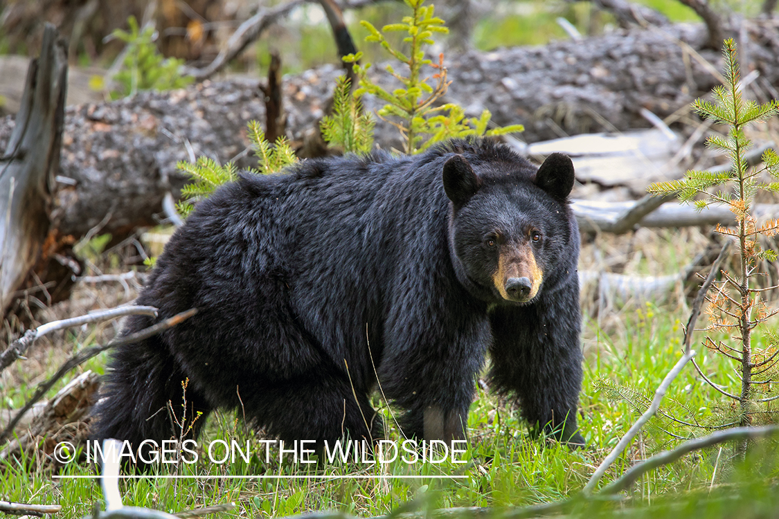 Black bear in habitat.