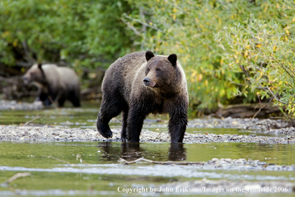 Brown bear in river.