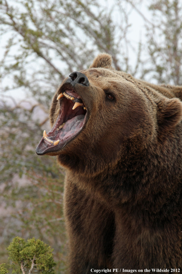 Grizzly Bear growling.