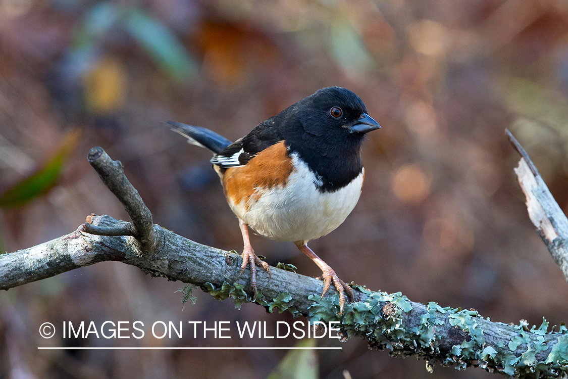 Eastern towhee in habitat. 