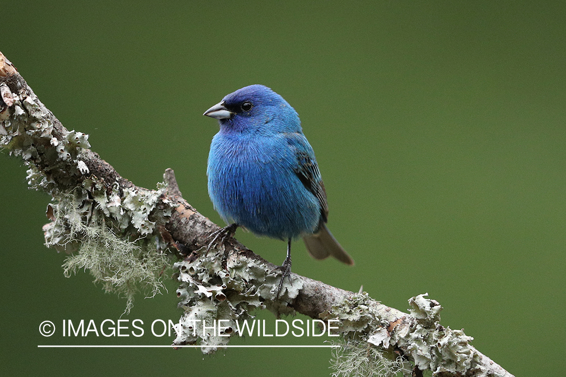 Indigo bunting in habitat.