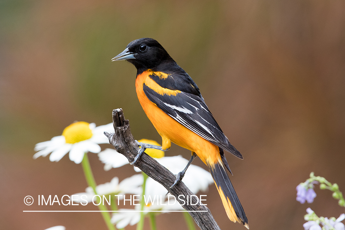 Baltimore Oriole on branch.