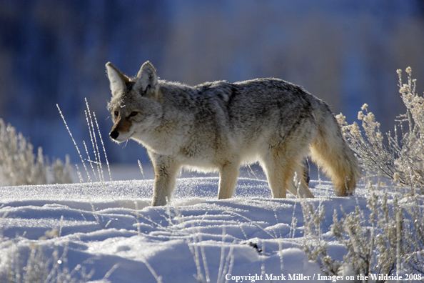 Coyote 