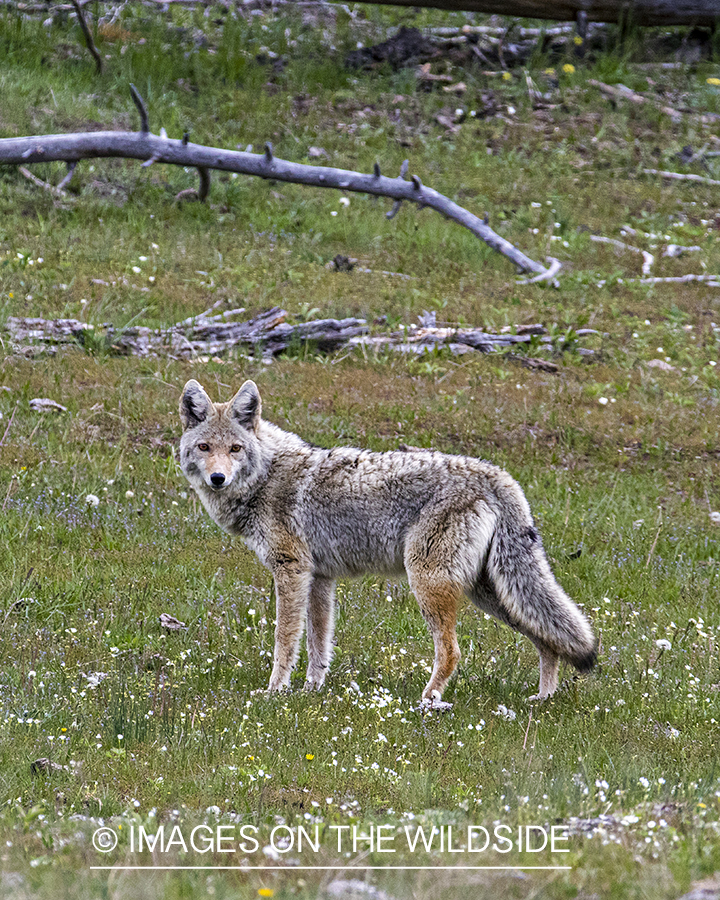 Coyote in field.