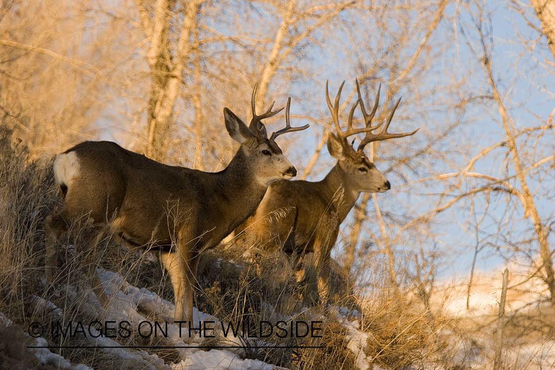 Mule deer in habitat.