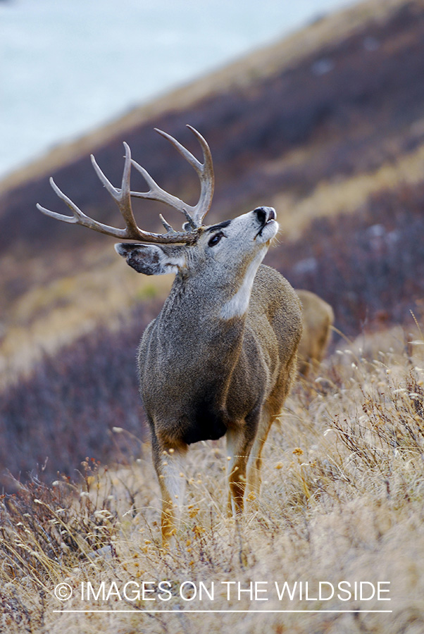 Mule deer 