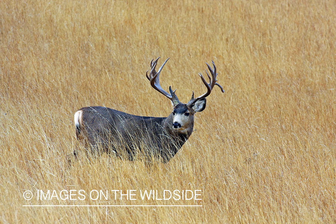 Mule deer buck in habitat. 