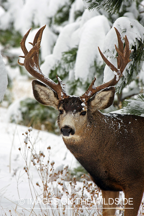 Mule deer buck in habitat. 