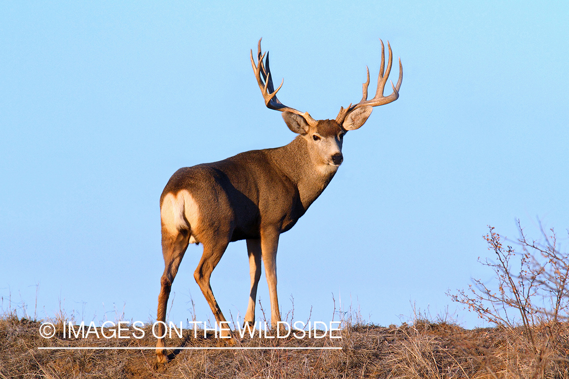 Mule Deer buck in habitat.