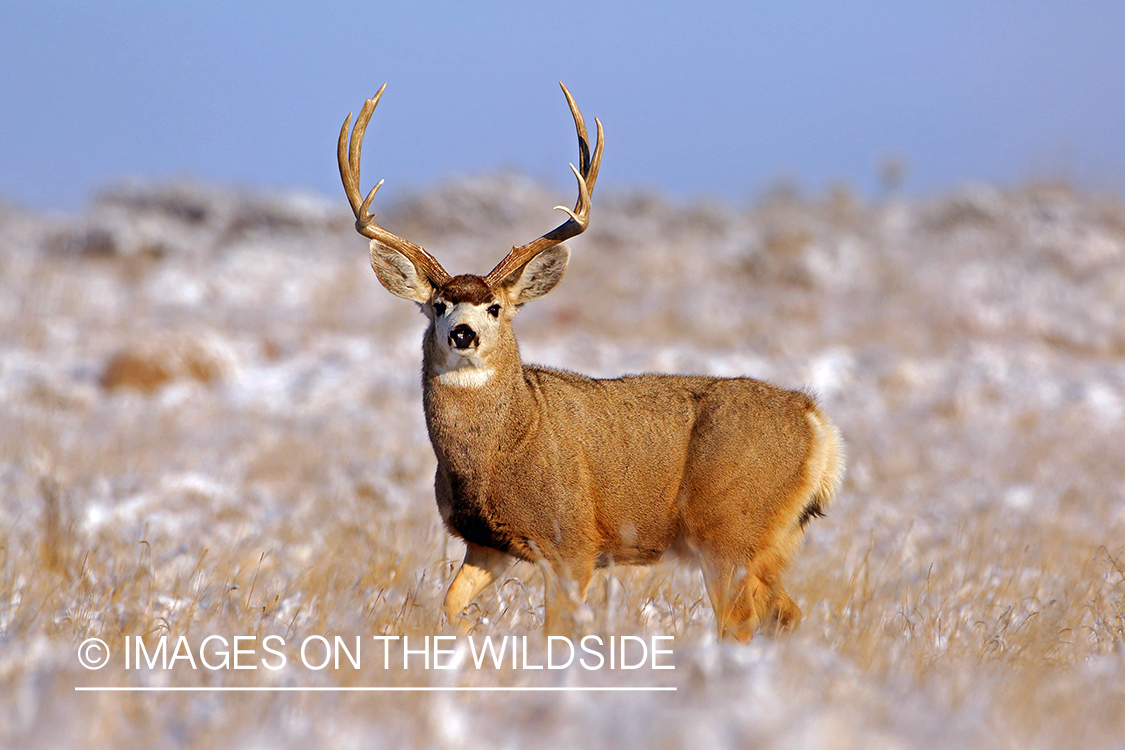 Mule deer buck in snow.