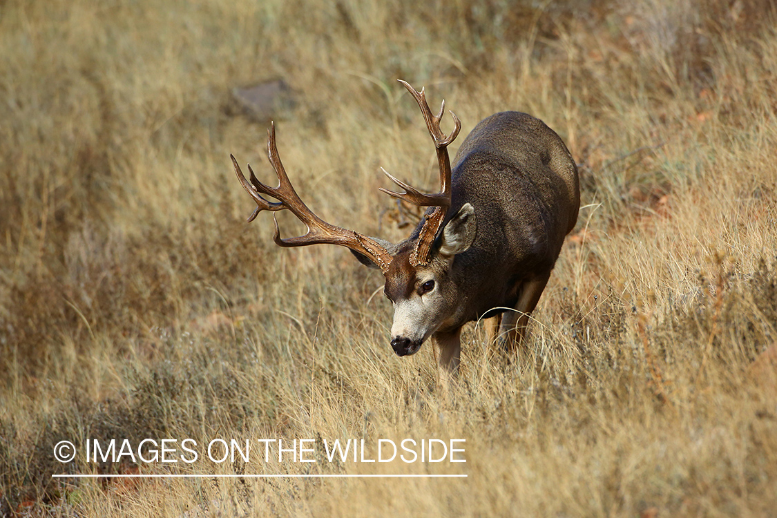 Mule deer buck in habitat. 