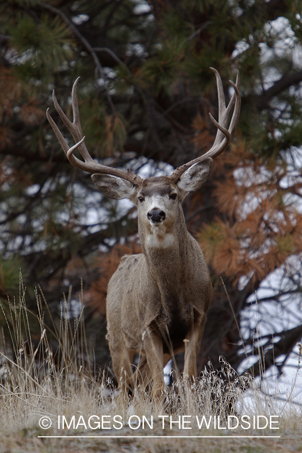 Mule deer buck in field.