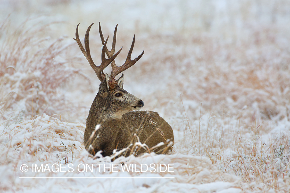 Mule deer buck in winter field.