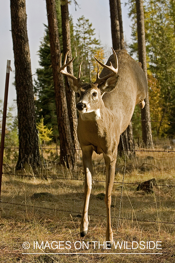 White-tailed deer jumping fence