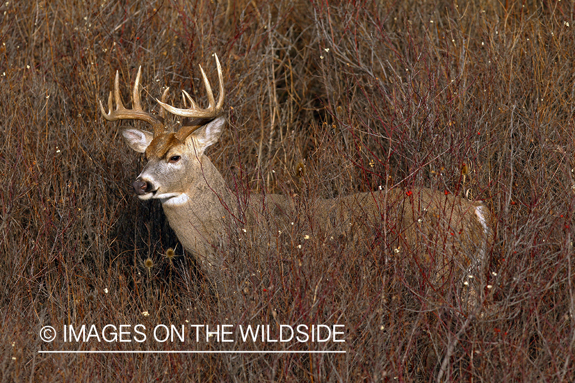 Whitetail Buck