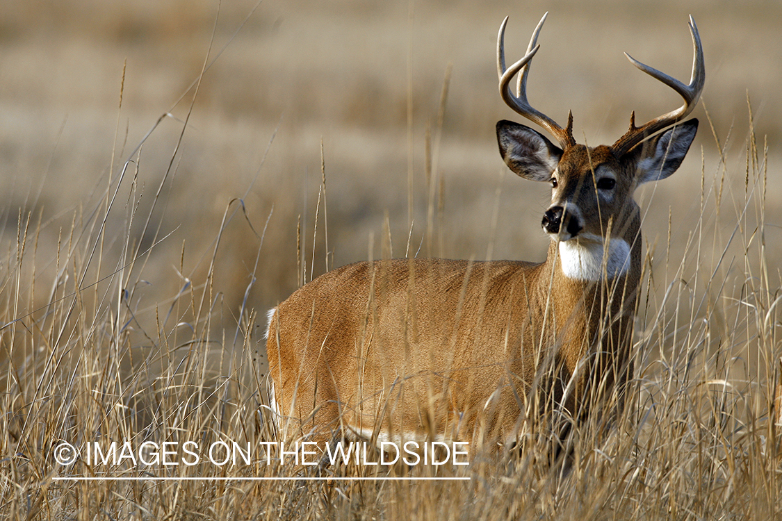 Whitetail Buck