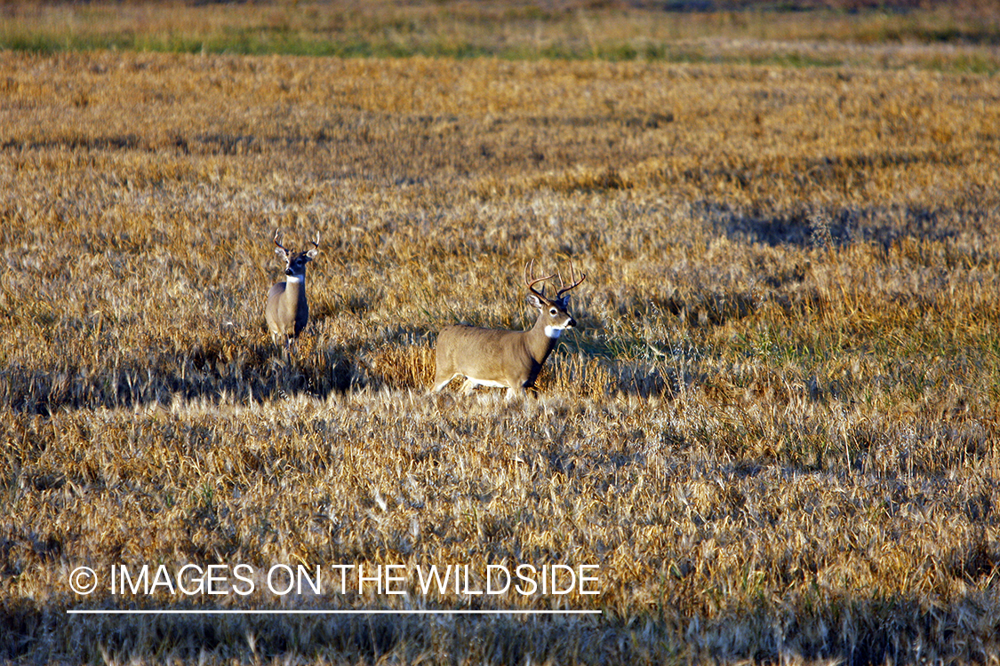 Whitetail bucks in field